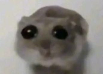 Hamster