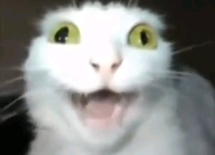 Catinho